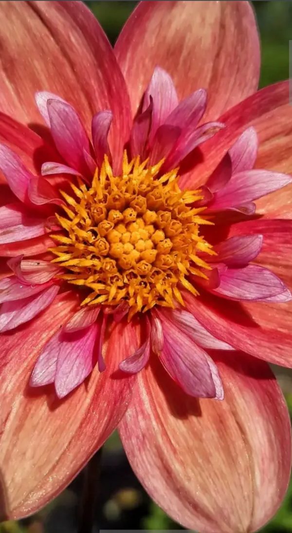 Dahlia Strawberry Bon Bon Dahlia Strawberry Bon Bon