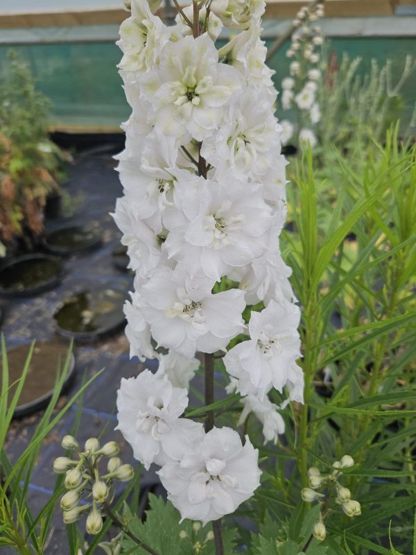 Delphinium 'Double Innocence' Delphinium 'Double Innocence'