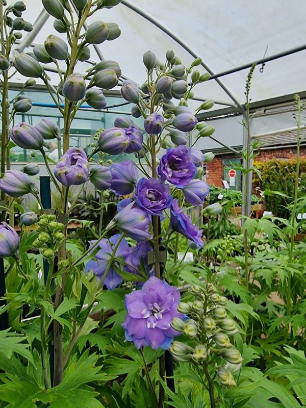 Delphinium 'Morning Lights' Delphinium 'Morning Lights'