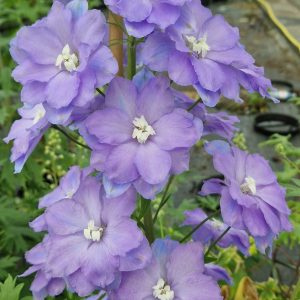 Delphinium 'Morning Lights'