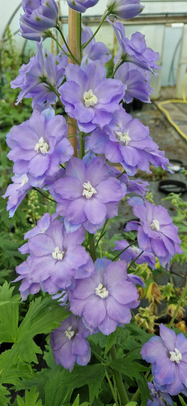 Delphinium morning lights Delphinium 'Morning Lights'