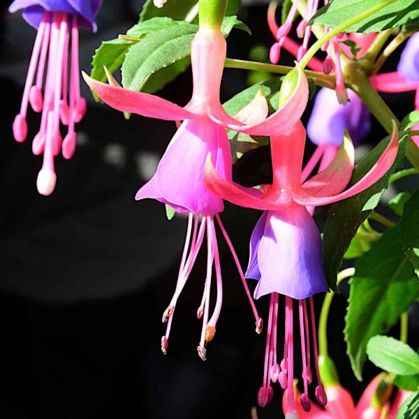 Buy Fuchsia Plants Online Online Shop Proctors Nursery