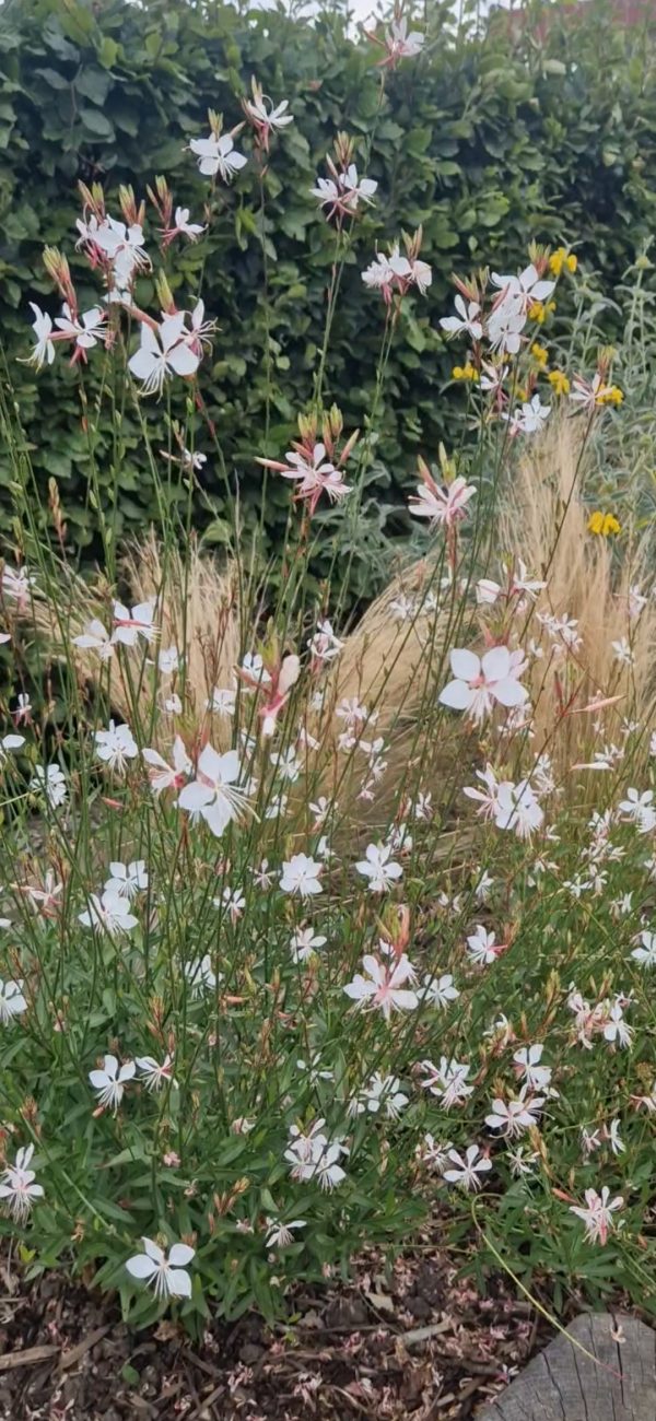 Oenothera lindheimeri 'Whirling Butterflies'