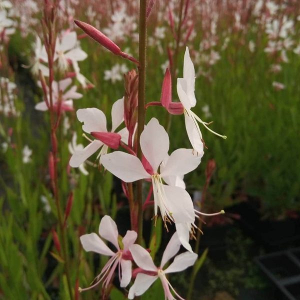Oenothera lindheimeri 'Whirling Butterflies'