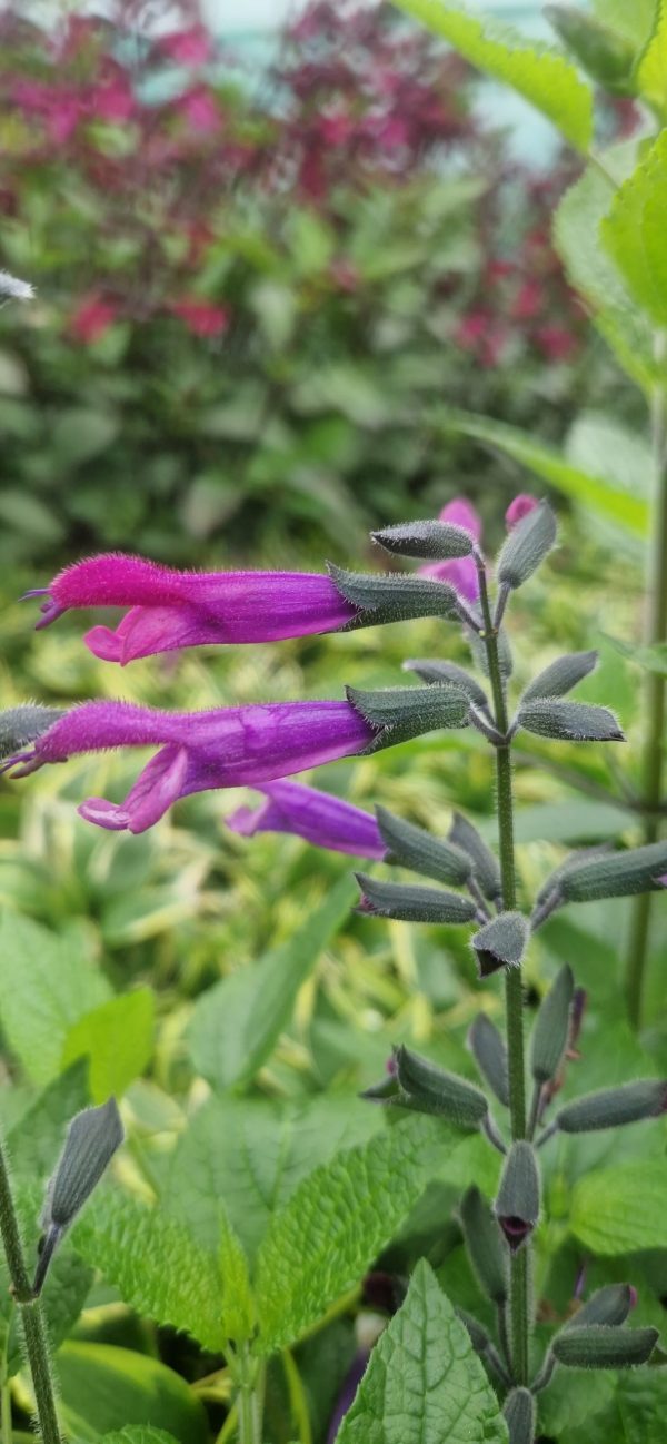 Salvia 'Amigo'