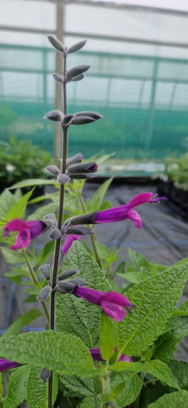 Salvia 'Amigo'