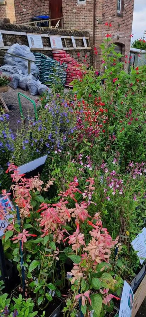 Salvia 'Flamingo' Salvia 'Flamingo'