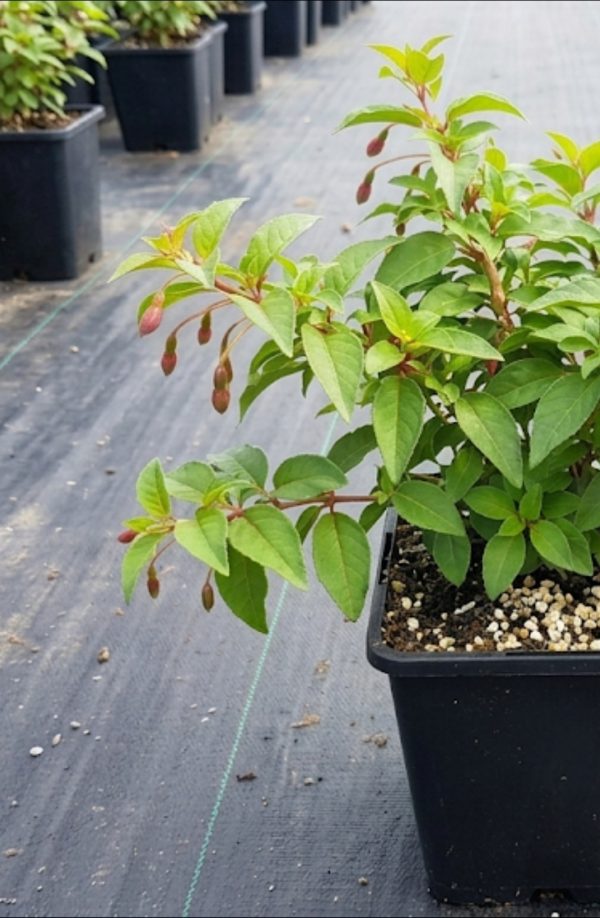 Fuchsia Magic Lanterns 4