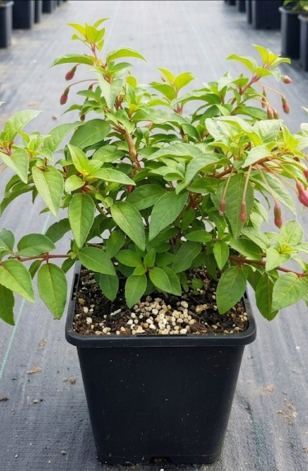 Fuchsia Magic Lanterns 3