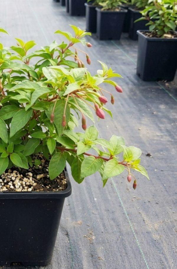 Fuchsia Magic Lanterns 2