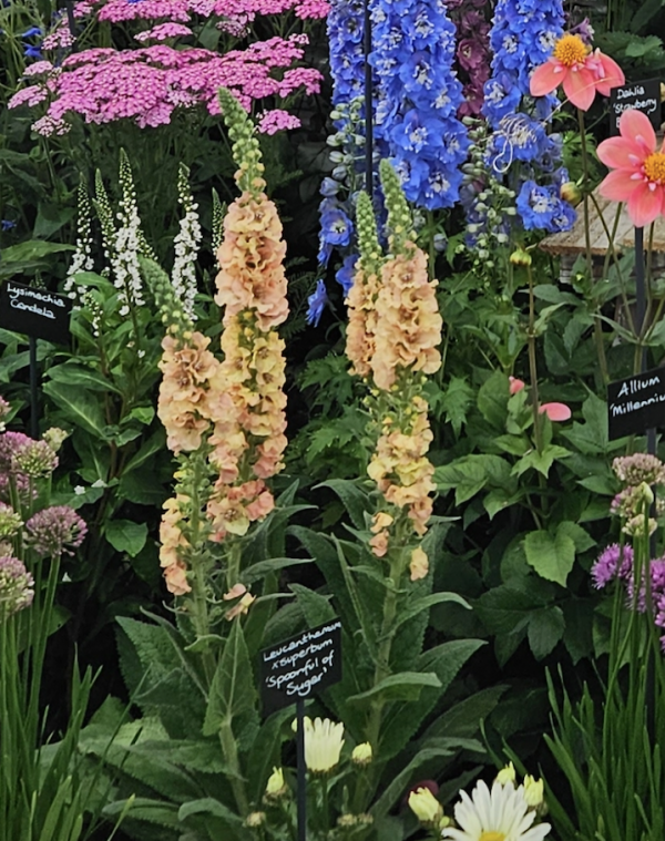 Verbascum 'Pink Petticoats' Verbascum 'Pink Petticoats'