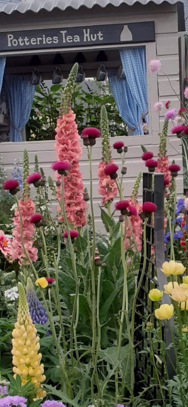 Verbascum 'Pink Petticoats'2 Verbascum 'Pink Petticoats'