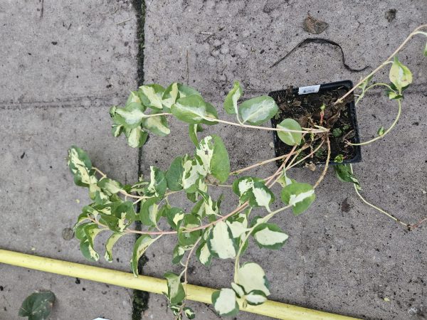 Vinca major 'Wojo's Gem' Vinca major 'Wojo's Gem'