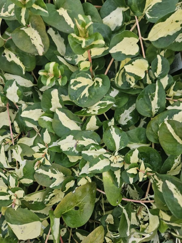 Vinca major 'Wojo's Gem' 2 Vinca major 'Wojo's Gem'