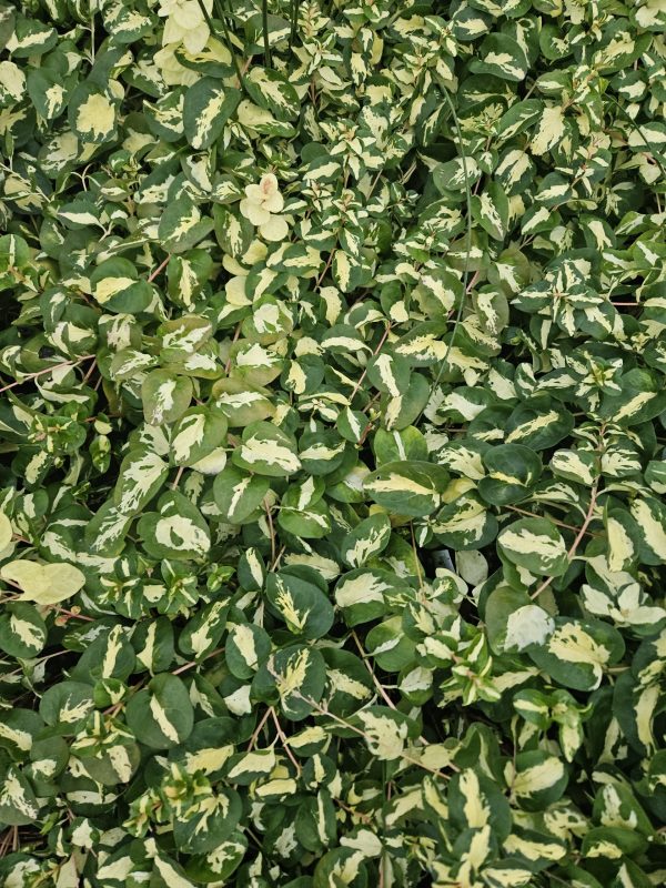 Vinca major 'Wojo's Gem' 3 Vinca major 'Wojo's Gem'