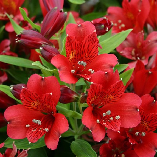 Vito Alstroemeria 'Inca Vito'