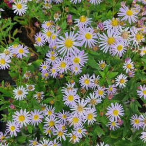 Symphyotrichum (Aster) ageratoides 'Asran'