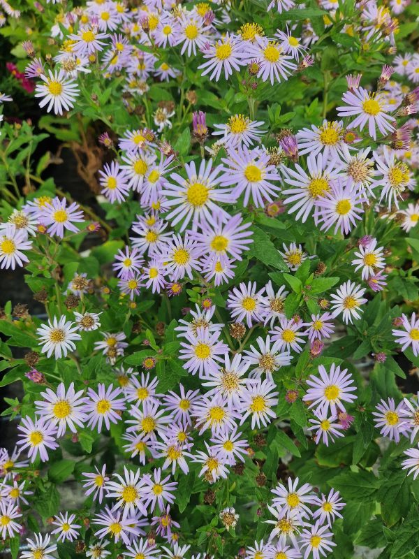 Aster asran Symphyotrichum (Aster) ageratoides 'Asran'