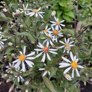Symphyotrichum (Aster) divaricatus 'Eastern Star'