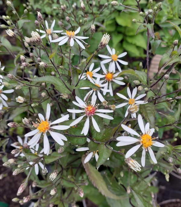Symphyotrichum (Aster) divaricatus 'Eastern Star'