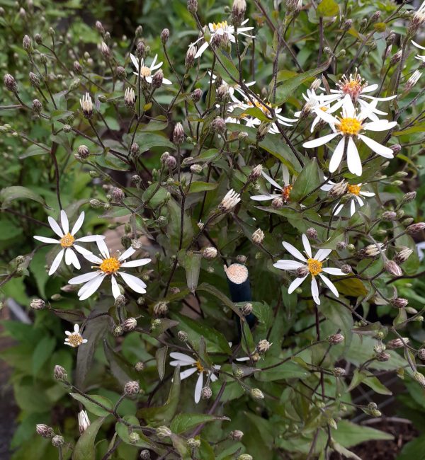 Symphyotrichum (Aster) divaricatus 'Eastern Star'
