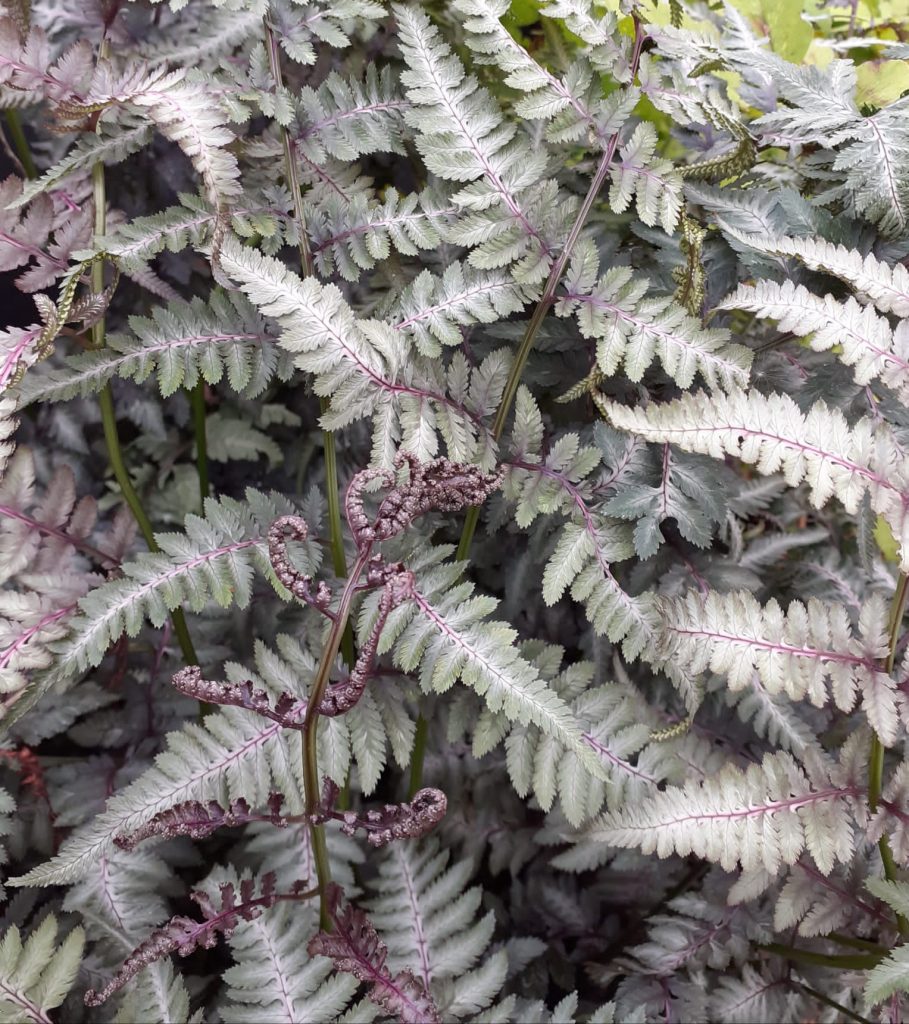 Athyrium niponicum f. metallicum | Proctors Nursery