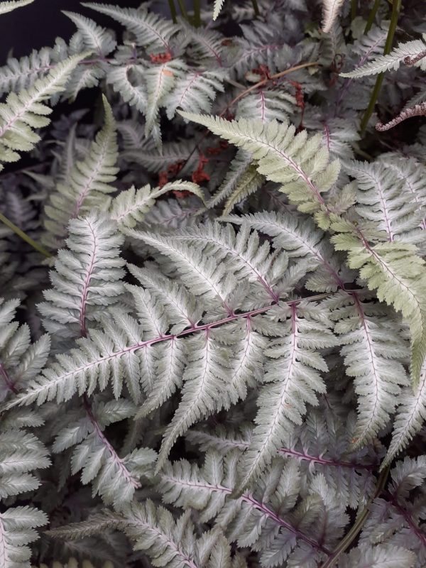 Athyrium niponicum f. metallicum | Proctors Nursery