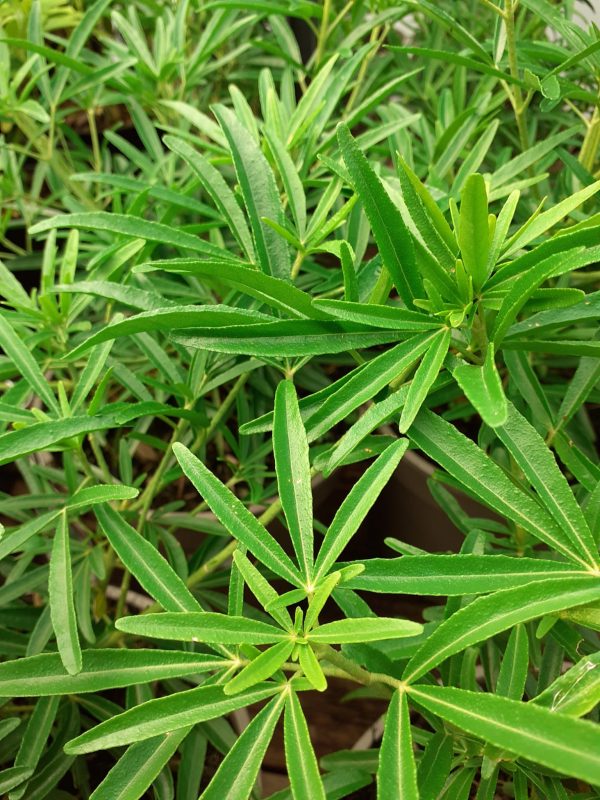 Choisya Aztec Pearl Choisya x dewitteana 'Aztec Pearl'