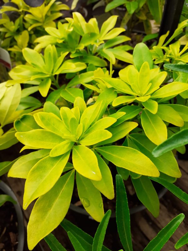 Choisya ternata 'Sundance'