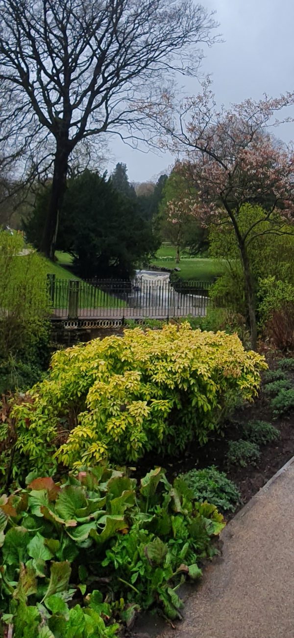 Choisya ternata 'Sundance'