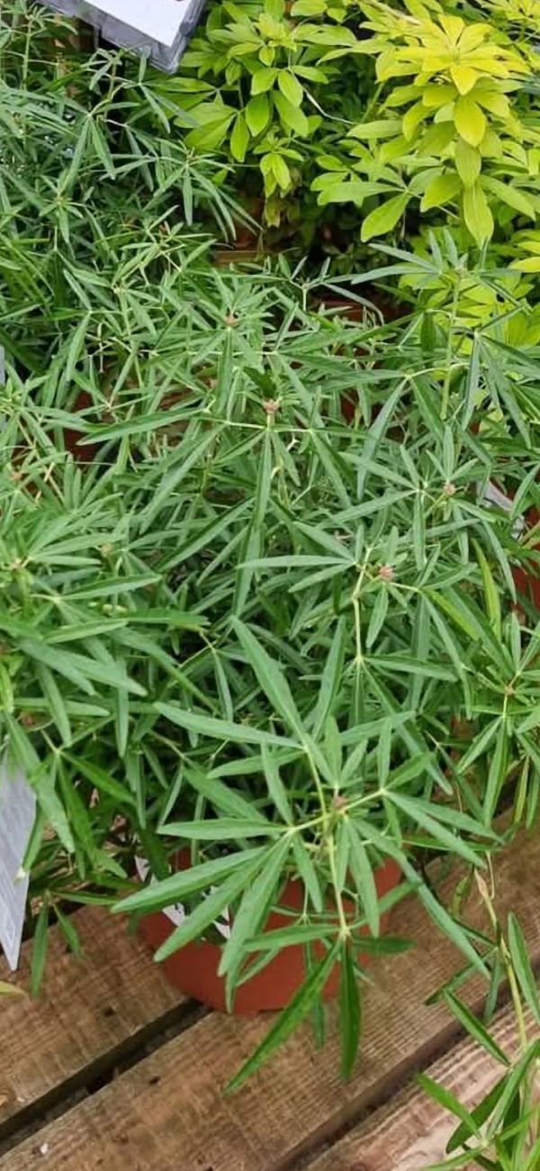 Choisya x dewitteana 'Aztec Pearl' Choisya x dewitteana 'Aztec Pearl'