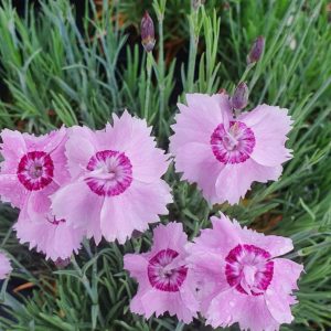 Dianthus plumarius 'Rachel'