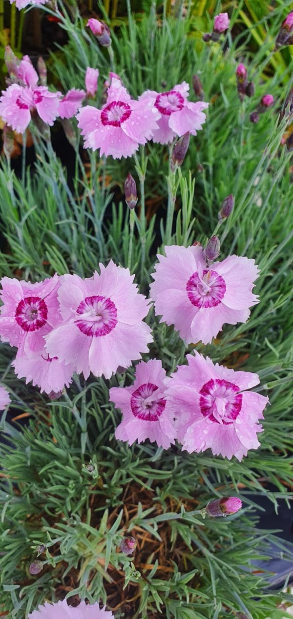 Dianthus plumarius 'Rachel'