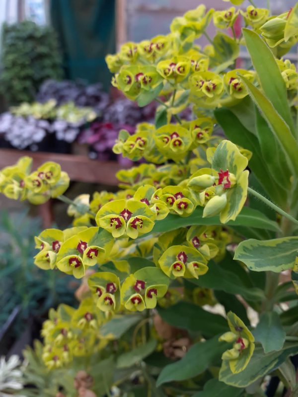 Euphorbia mart Ascot Rainbow Euphorbia x martinii 'Ascot Rainbow'