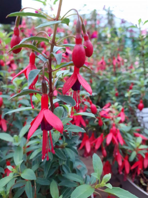 Fuchsia 'David'
