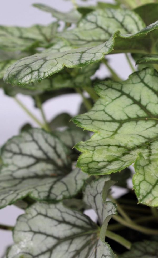 Heuchera 'Venus'