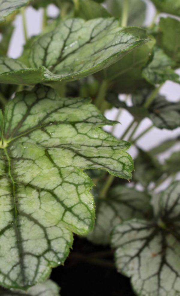 Heuchera 'Venus'