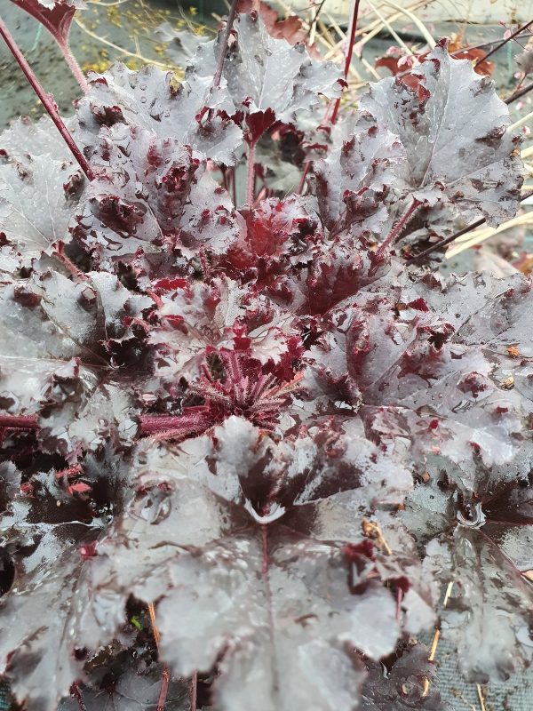 Heuchera dark secret Heuchera 'Dark Secret'