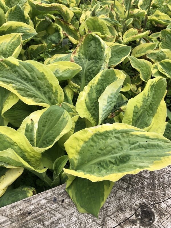 Hosta Carnival 2 Hosta x hybrida 'Carnival'