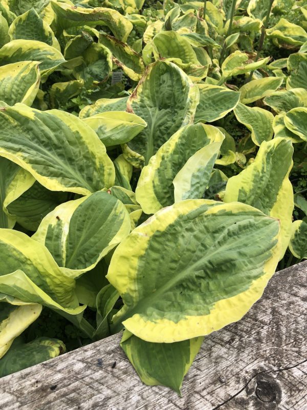 Hosta Carnival 3 Hosta x hybrida 'Carnival'