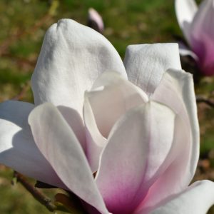 Magnolia x soulangeana