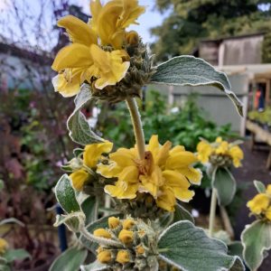 Phlomis Fruticosa