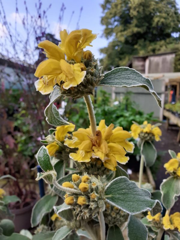 Phlomis fruticosa Phlomis Fruticosa
