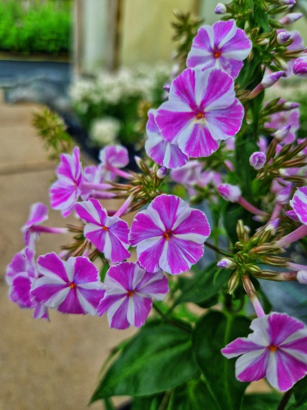 Phlox maculata 'Natascha'