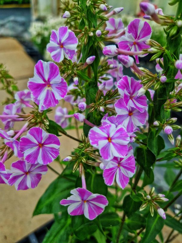Phlox maculata 'Natascha'