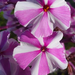 Phlox maculata 'Natascha'