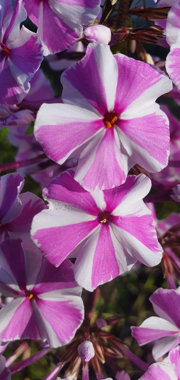 Phlox maculata 'Natascha'