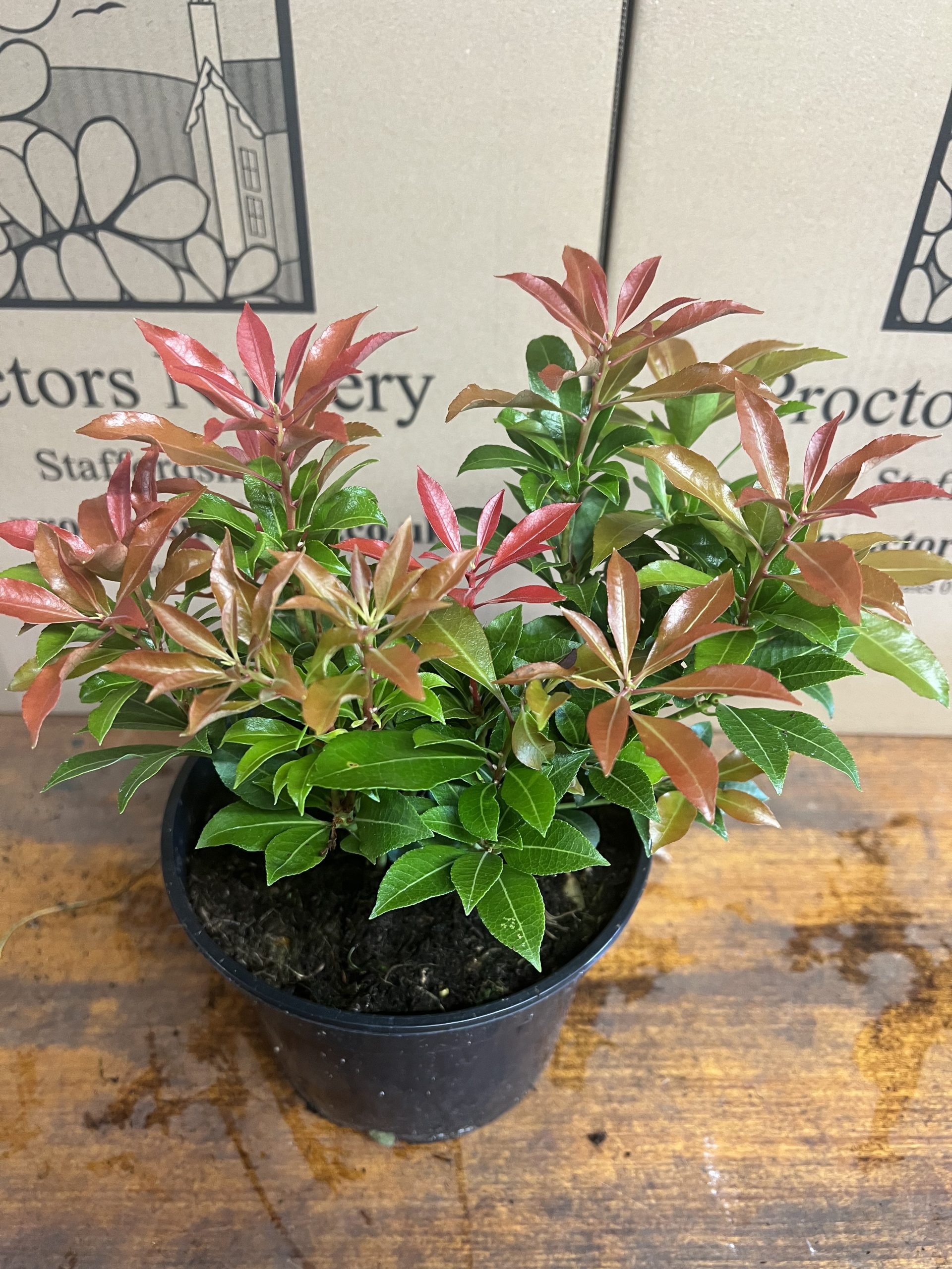 Pieris japonica 'Mountain Fire' | Well Established Pieris | Proctors ...