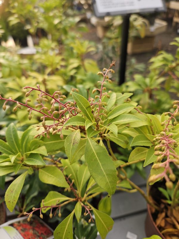 Pieris japonica 'Bonfire'