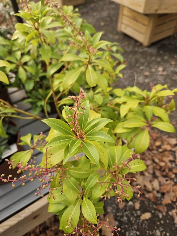 Pieris japonica 'Bonfire'